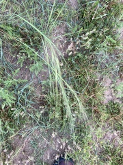 Hesperostipa spartea