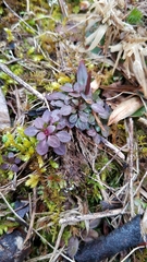 Houstonia caerulea