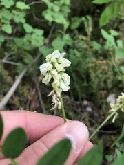 Astragalus neglectus