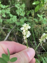 Astragalus neglectus