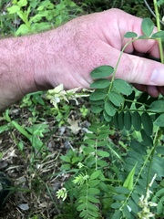 Astragalus neglectus