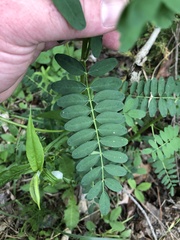 Astragalus neglectus