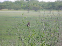 Solanum amygdalifolium