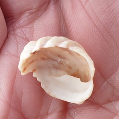 Maoricrypta costata