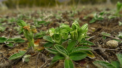 Pterostylis tanypoda
