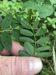 Astragalus neglectus
