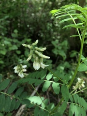 Astragalus neglectus
