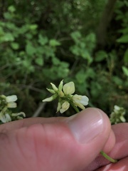 Astragalus neglectus