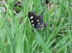 Alypiodes bimaculata