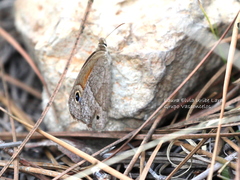 Cissia rubricata smithorum