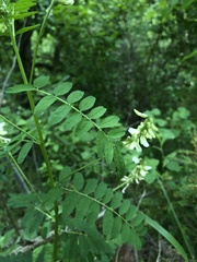 Astragalus neglectus