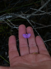 Utricularia uniflora