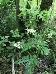 Astragalus neglectus