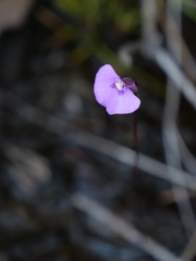 Utricularia uniflora