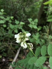 Astragalus neglectus