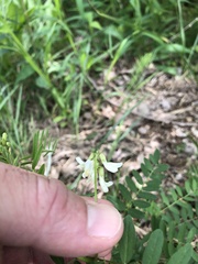 Astragalus neglectus