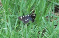 Alypiodes bimaculata