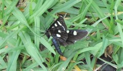 Alypiodes bimaculata