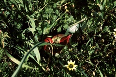 Colchicum coloratum pulchrum