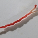 Syngamidae - Photo (c) dava123, algunos derechos reservados (CC BY-NC), subido por dava123