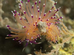 Unidentia aliciae