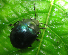 Platyphora opacicollis