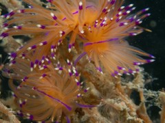 Unidentia aliciae
