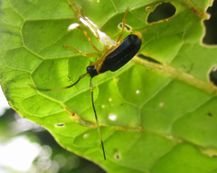 Chrysaperda metallica