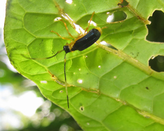 Chrysaperda metallica