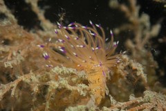 Unidentia aliciae