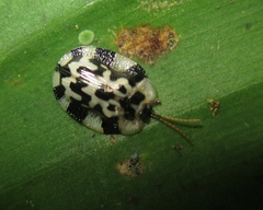 Aslamidium ecuadoricum