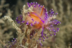 Unidentia aliciae