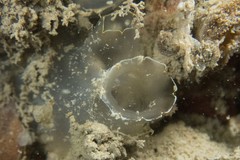 Ciona intestinalis