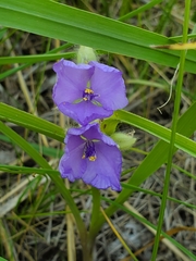Tradescantia bracteata