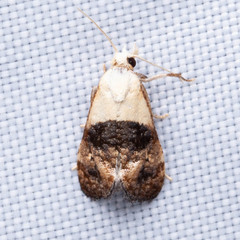 Eugnosta erigeronana