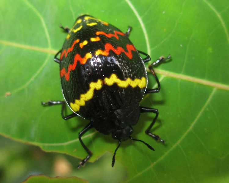 Erotylus peruvianus
