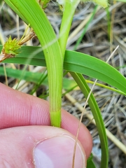 Tradescantia bracteata