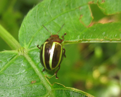 Desmogramma conjuncta