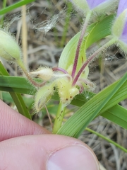 Tradescantia bracteata