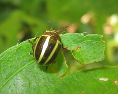 Desmogramma conjuncta