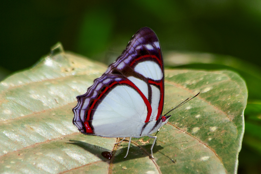 Pyrrhogyra