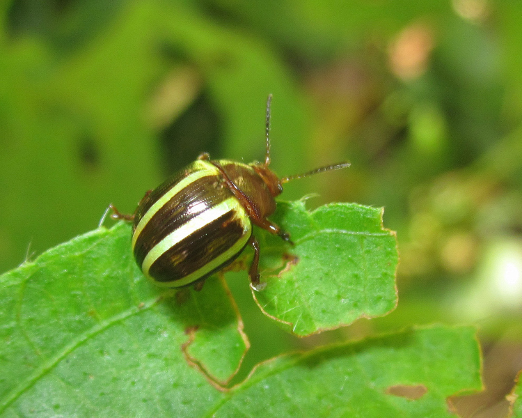 Desmogramma conjuncta