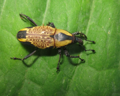 Cactophagus laetus