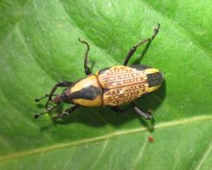 Cactophagus laetus