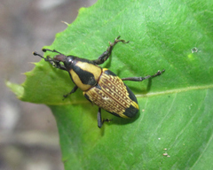 Cactophagus laetus