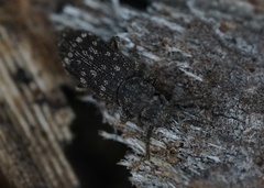 Docalis funerosus
