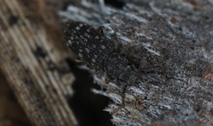 Docalis funerosus