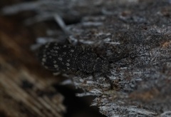 Docalis funerosus