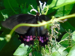 Heraclides rogeri pharnaces