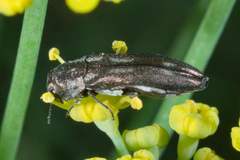Agrilus addendus